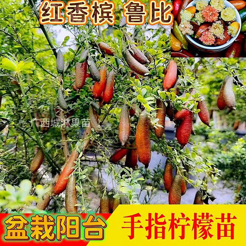 澳洲手指柠檬树苗盆栽庭院棒棒糖指橙果树果苗南方种植物当年结果