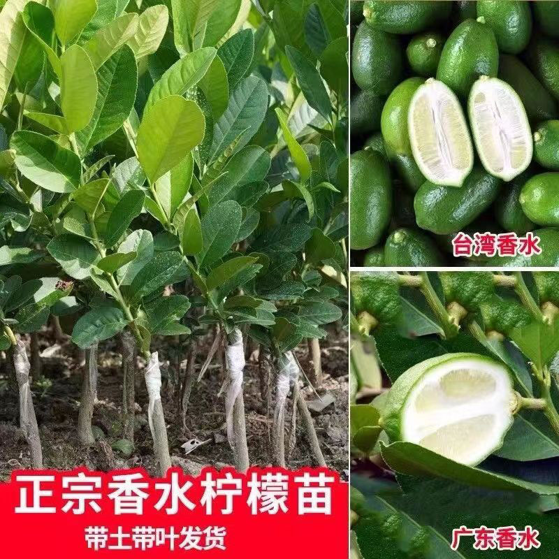 香水柠檬苗四季结果南方盆栽地栽