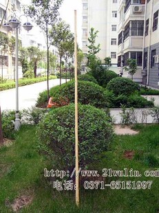 传统普通白蜡杆 武术棍\少林棍\齐眉棍 长170厘米送十套棍术资料