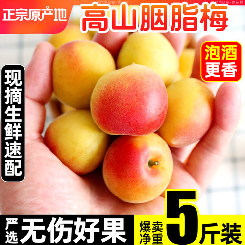 热抢！现摘泡酒高山胭脂红梅鲜果