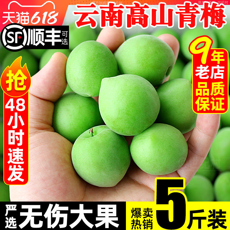 2026云南高山青梅鲜果5斤水果高山现摘当季诏安新鲜泡酒专用梅子