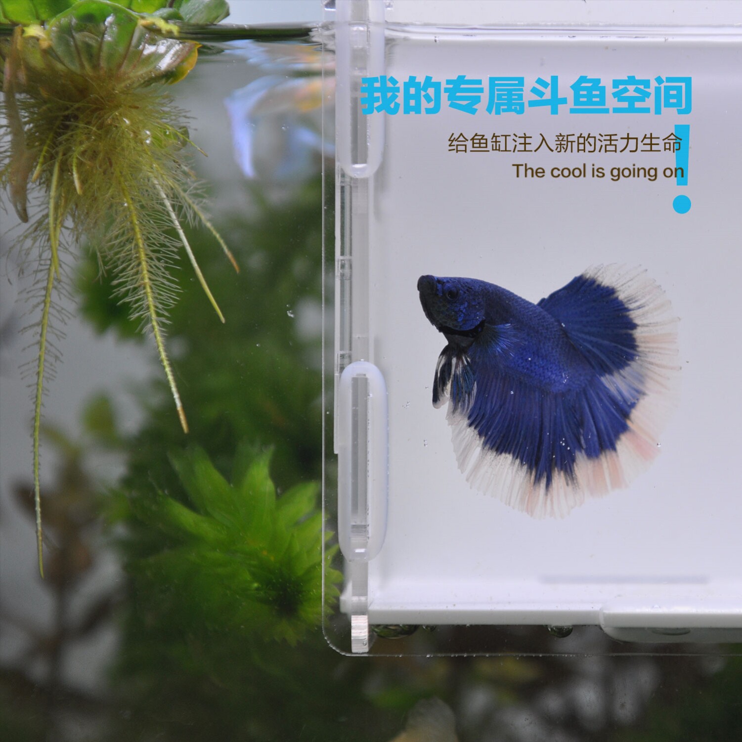 创意亚克力壁挂吸盘斗鱼缸隔离盒独立饲养盒缸内隔离盒斗鱼专用图片