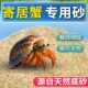 寄居蟹专用沙鱼缸装 饰造景摆件底沙砂原生贝壳沙免洗无干净杂质