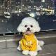 狗狗衣服春秋款 四脚冲锋衣 小型犬泰迪外出防脏中型犬高级感冬季