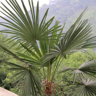 四川特产新鲜棕树叶子粽子捆绳2元一张 满30张包邮