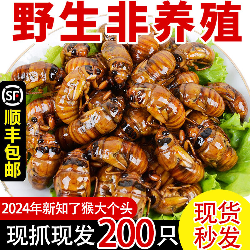 2024知了猴金蝉新鲜蝉蛹100只鲜活冷冻野生知了爬蚱爬叉猴结了龟