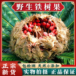 铁树果中药材500g正宗云南苏铁果雄铁树花果实铁树果壳铁树花雌花