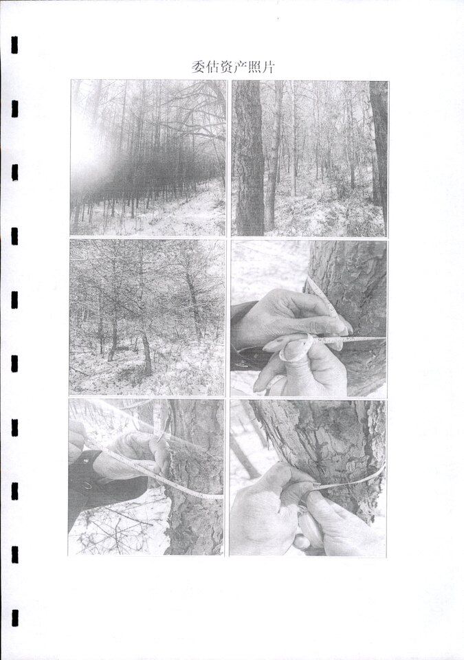 鸡林证字（2008）第1008号；鸡林证字（2008）第1007号两处林地