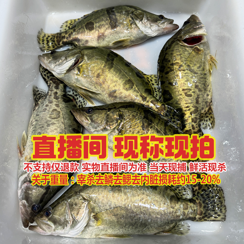 桂鱼现称称重现选杀好损耗约15-20%