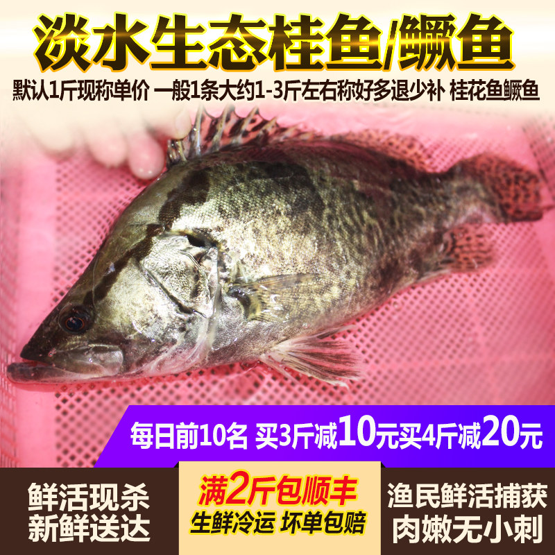 淡水鱼桂鱼鳜鱼活鱼现杀新鲜美味