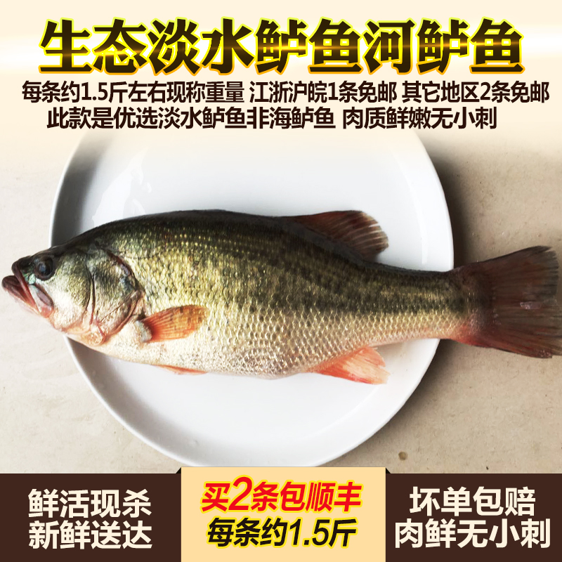 淡水鱼河鲈鱼新鲜生态淡水鲈鱼约750g鲜活体鲈鱼现杀生鲜水产顺丰 水产肉类/新鲜蔬果/熟食 淡水鱼类 原图主图