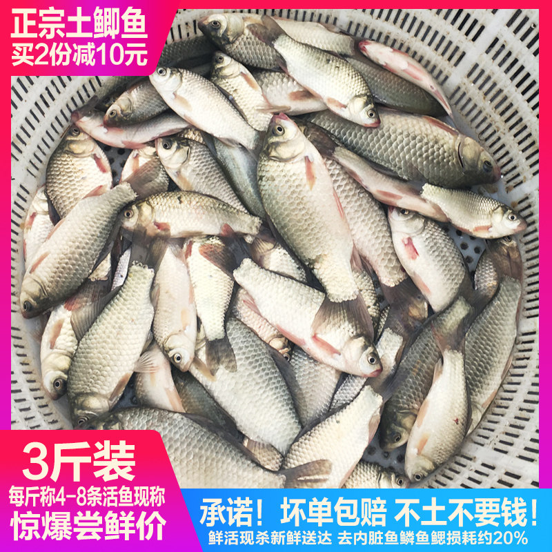 福利苏北淡水鱼新鲜鲫鱼鲜活现杀
