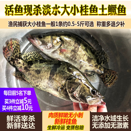 鲜活现杀桂鱼新鲜鳜鱼鳌花鱼淡水鱼季花鱼桂花鱼自然捕获水产