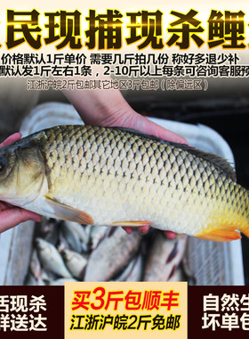 淡水鱼生态鲤鱼鲜活现杀整鱼新鲜
