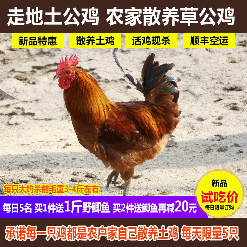 散养新鲜月子鸡现杀土鸡公鸡草鸡