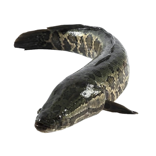 淡水鱼自然捕获土黑鱼新鲜乌鱼财鱼蛇头鱼鲜活鱼现杀生鲜食用水产