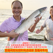 直播间现称改价拍下 现捕各种淡水鱼虾蟹淡水鱼直播现称现拍现发