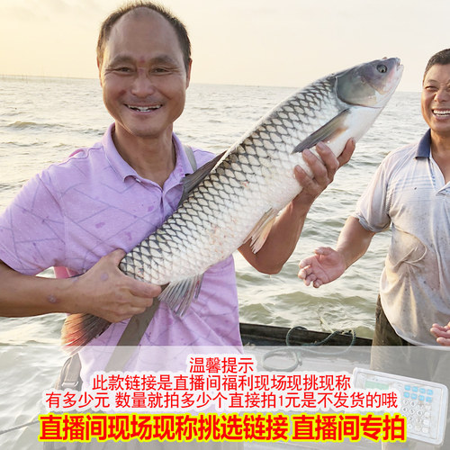 品鲜肴淡水鱼类直播现场现称