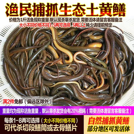 江苏大湖捕捞鲜活土黄鳝鱼活体鳝鱼长鱼活鱼现杀新鲜淡水水产食用