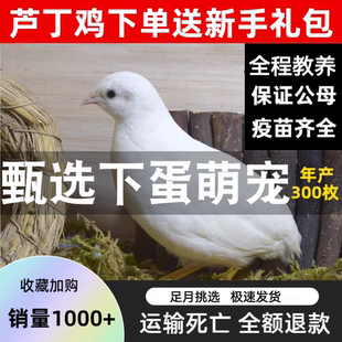 芦丁鸡鸡活物观赏鸡活体全色系迷你宠物50-90天青年鸡