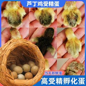 宠物鸡芦丁鸡受精蛋可孵化迷你网红小鸡蛋纯白礼服德系卢丁受精卵