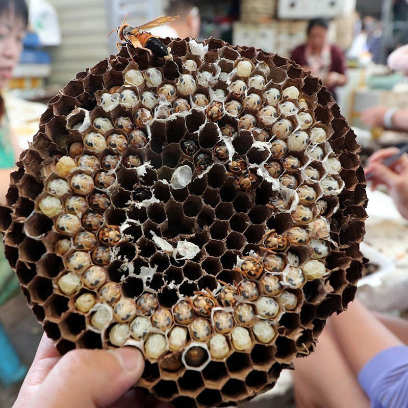 福建深山蜂蛹冷凍500克新鮮馬蜂蜂蛹在類目 水產肉類/新鮮蔬果/熟食, 生肉/肉製品, 其它生肉製品中 - 來自Buy2taobao.com提供專業的淘寶代購服務