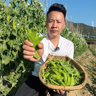 【欧会长甄选】当天现摘新鲜荷兰豆5斤攀枝花新鲜豌豆农家蔬菜