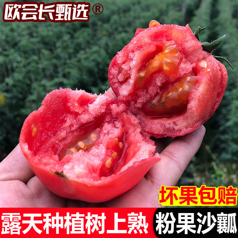 申通快递【欧会长甄选】攀枝花米易沙瓤西红柿新鲜蔬菜3斤5斤8斤