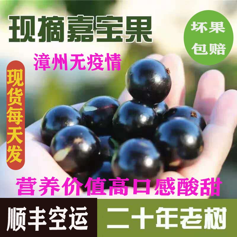 台湾特产嘉宝果树葡萄孕妇水果图片