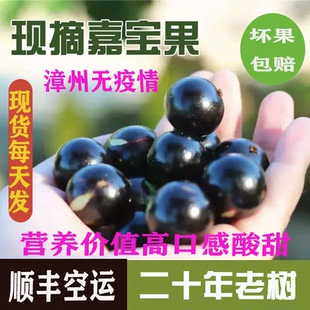 台湾嘉宝果当季新鲜水果特产顺丰包邮罕见稀有大果沙巴树葡萄鲜果