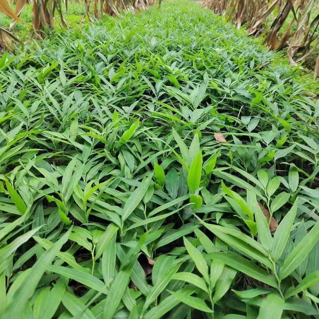 药材批发多花倒苗黄精种苗南北方可种植基地带土包邮苗木植物图片