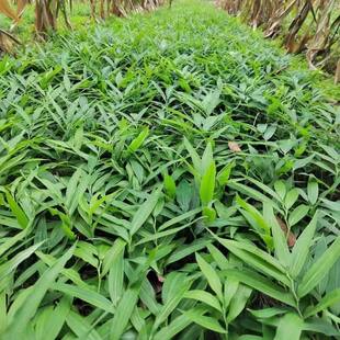 药材批发黄精苗 岗梅苗 天冬苗南北方可种植基地带土包邮苗木植物