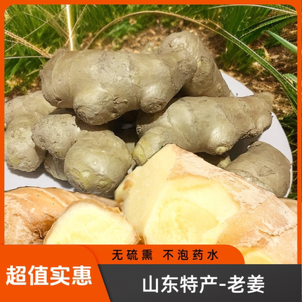 无硫熏 超值实惠 山东老姜单枝杈 饭店食堂家庭用黄姜月子姜老姜