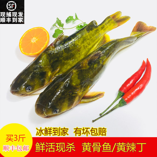 昂公鲜活现杀水产500g黄辣丁