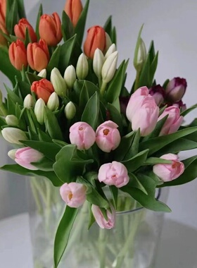 新鲜郁金香鲜花粉色求婚橙色情人节紫色婚礼白色云南鲜花基地直发