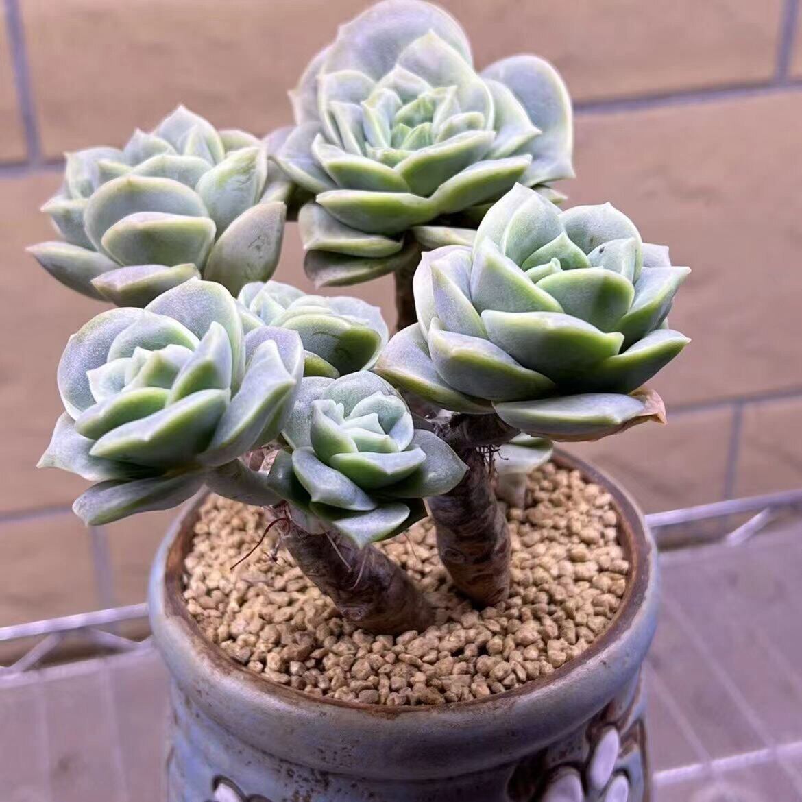 多肉植物可爱玫瑰超萌可爱多肉盆栽办公室阳台净化空气防辐射花卉