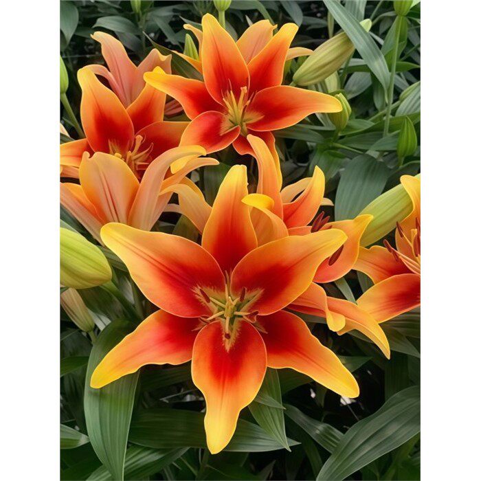 多头香水百合花百合种球带芽 四季盆栽室内室外庭院耐寒绿植花卉