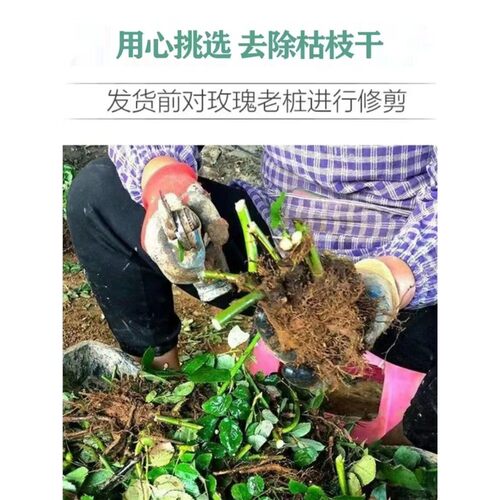 多色玫瑰花老桩老根浓香