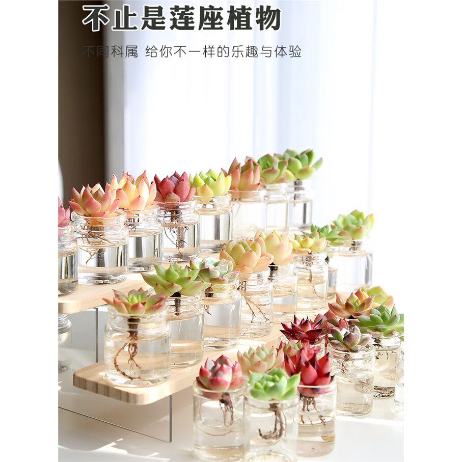 精品水培多肉植物大颗组合套餐绿植花卉盆栽室内桌面摆件净化空气