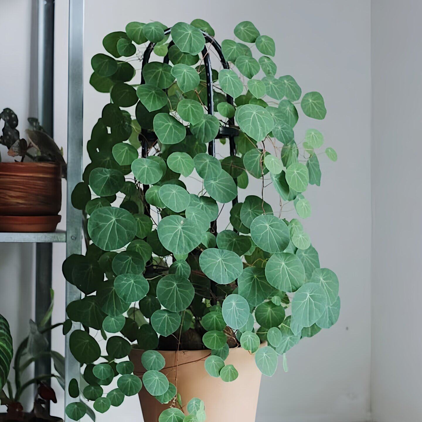 山乌龟种球多肉植物山乌龟盆栽室内圆叶绿植水培桌面盆景庭院爬藤