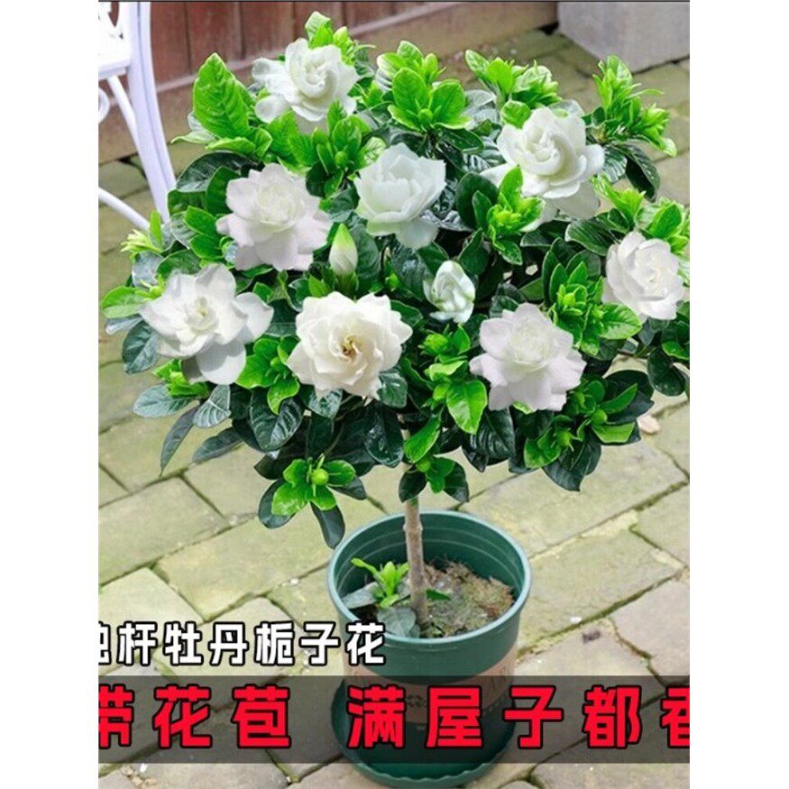栀子花盆栽花卉植物室内带花苞阳台水培绿植浓香型大树苗四季好养