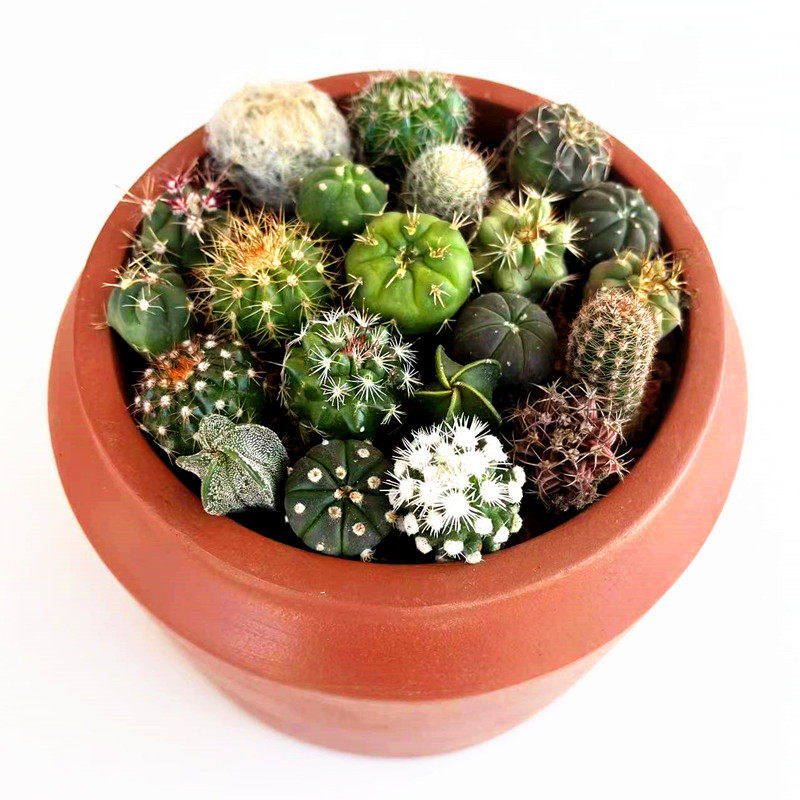 实生仙人球小苗随机套餐星兜多肉植物盆栽仙人掌开花绯花玉鸾凤玉