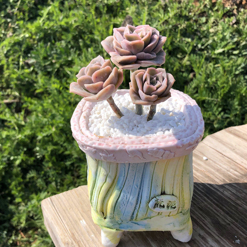 可爱玫瑰 多头群生小老桩 多肉植物 超萌可爱迷你肉肉 花卉盆栽