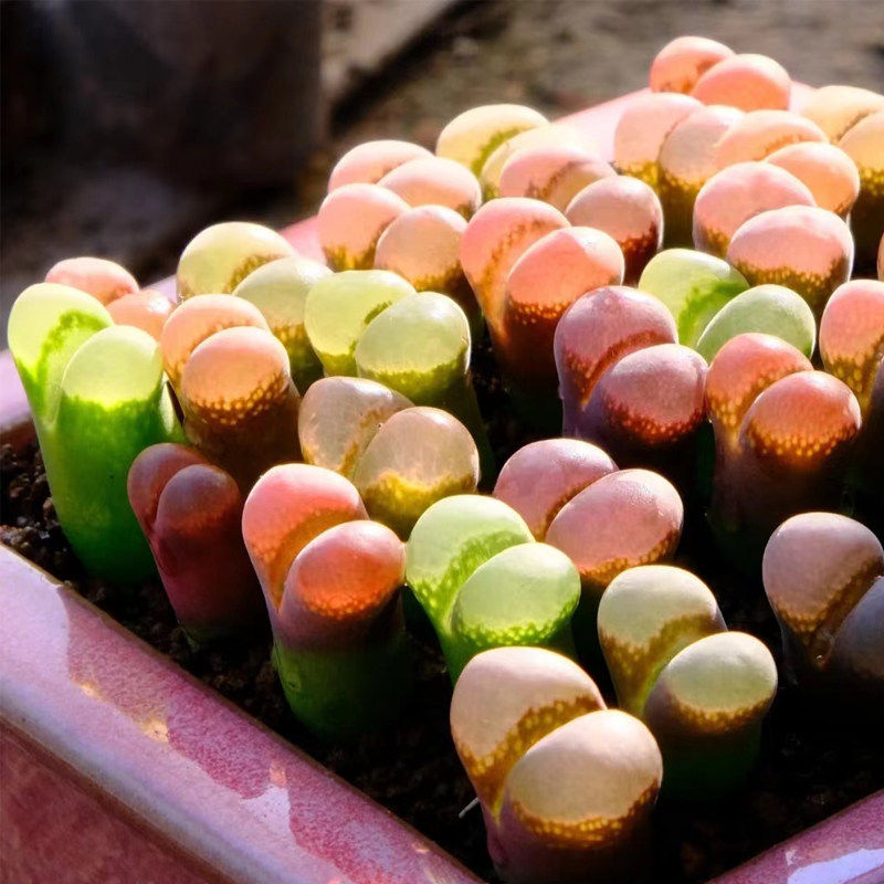 风铃玉多肉植物开花大颗母本好养彩色生石花稀有肉锥趣味组合盆栽