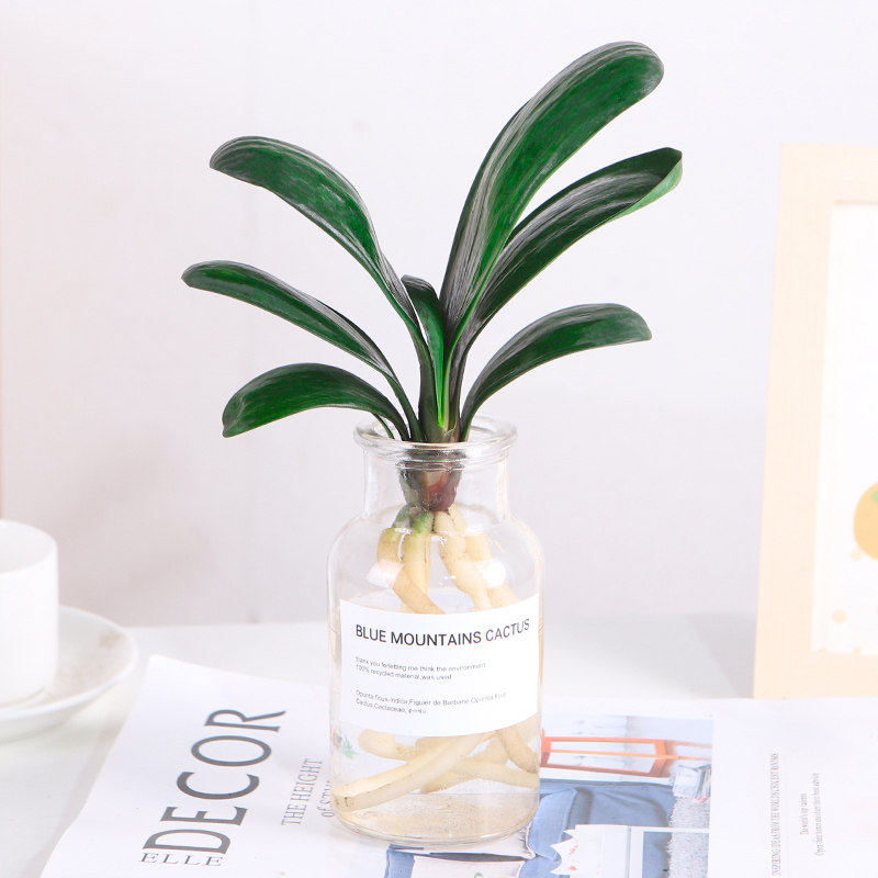 君子兰盆栽水培植物室内桌面花卉盆景四季常青水养好养多肉绿植