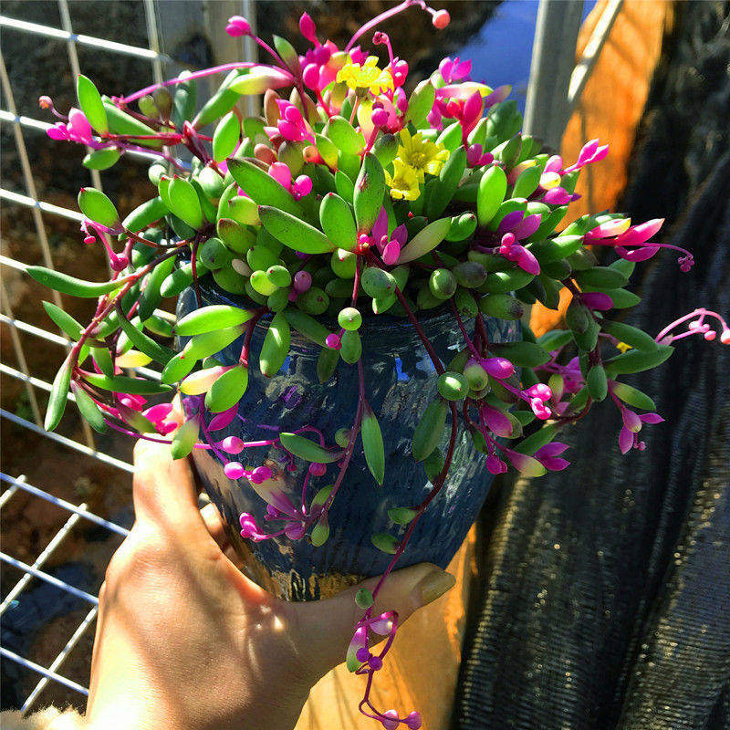 紫玄月吊兰多肉植物佛珠情人泪花卉盆栽办公室绿植珍珠吊兰防辐射