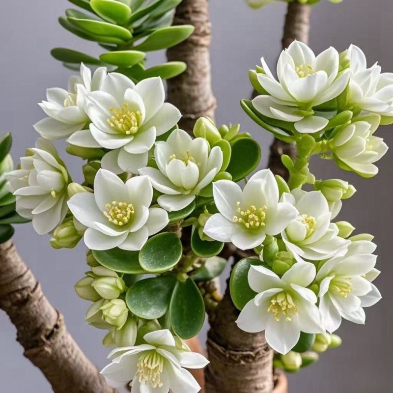 浓香型金钱串玉树姬红花月招财猫耐旱花卉绿植客厅阳台室盆