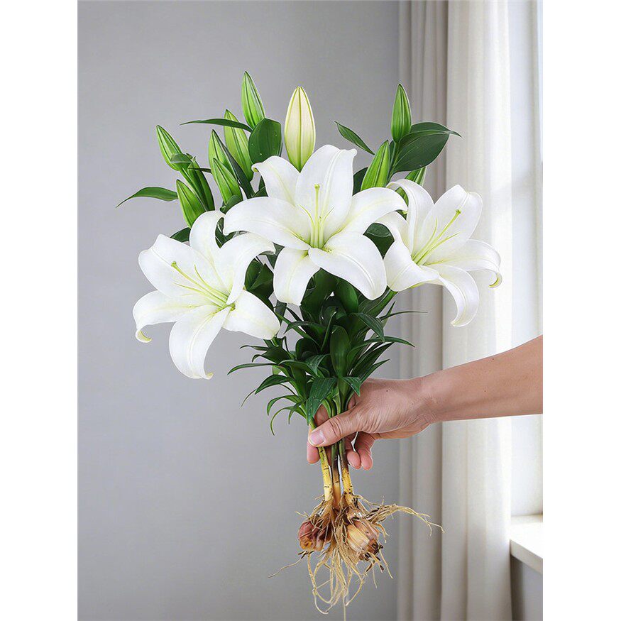 香水百合水养花卉盆栽室内新手易养带花苞开花香浓植物鲜切花材料