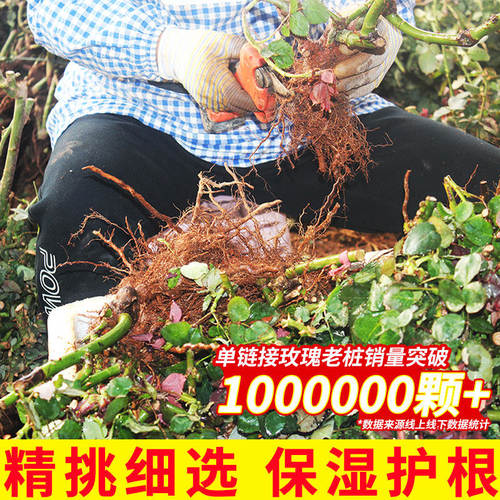 月季老桩玫瑰花树苗盆栽