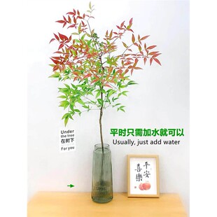 南天竹盆栽水养室内耐寒带根南天竹水培懒人水培植物花卉市场